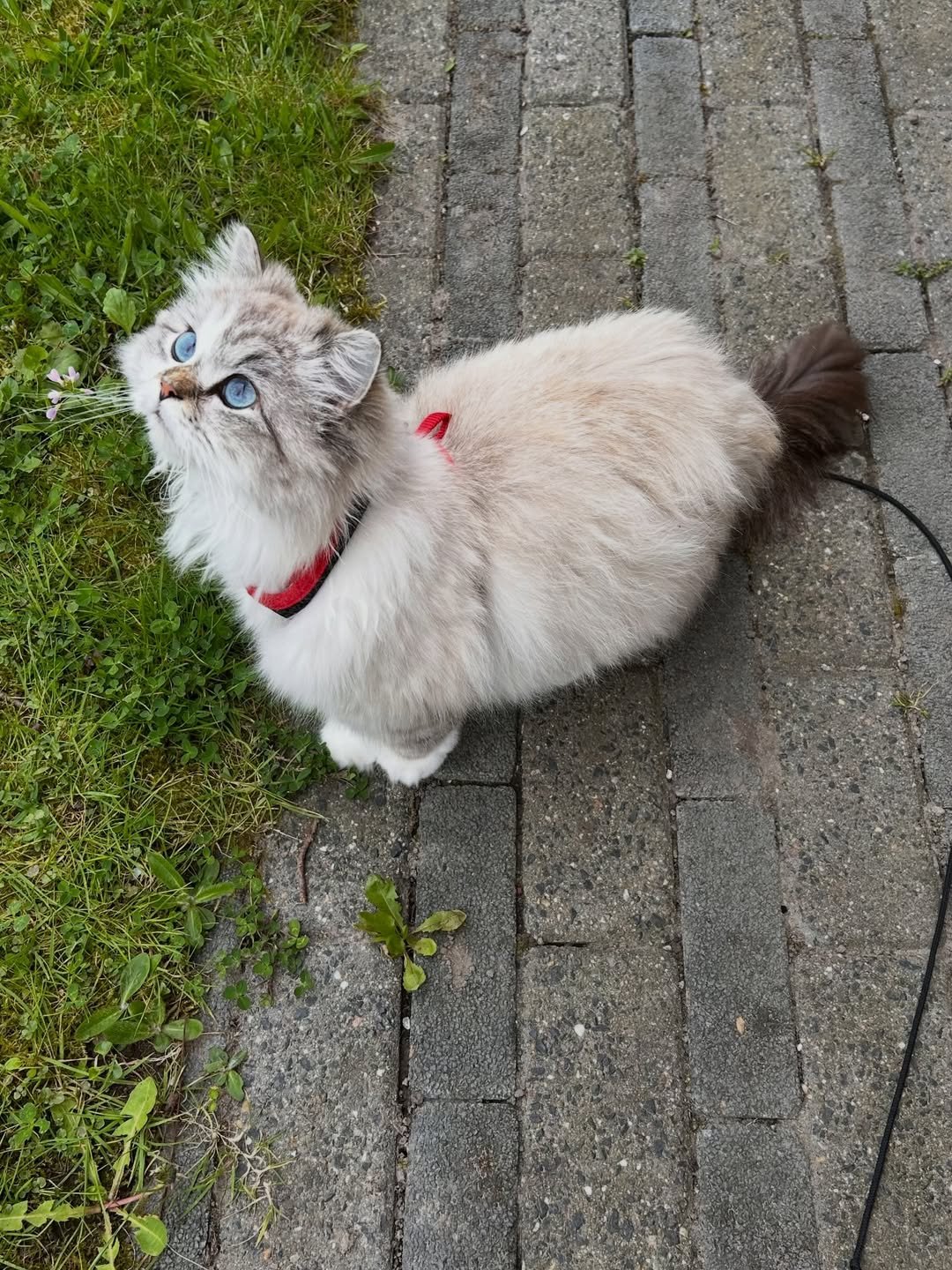 Ragdoll
