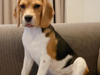 Nala – Hembra