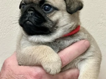 Cachorro Pug
