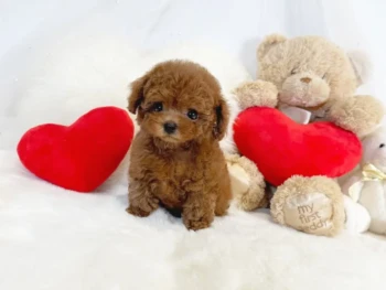 Lola – TOY Hembra